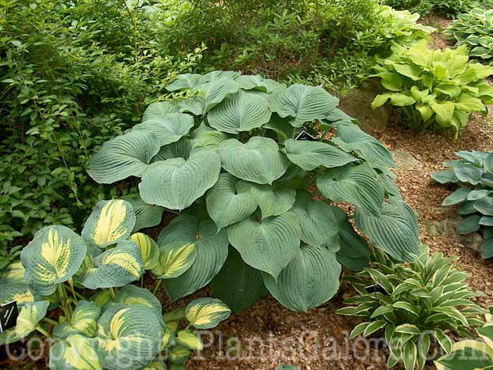 Hosta_Blue_Angel_010224