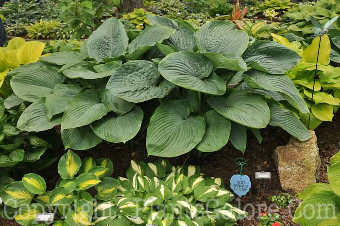 Hosta_Empress_Wu_AHS-6-24-2011-001