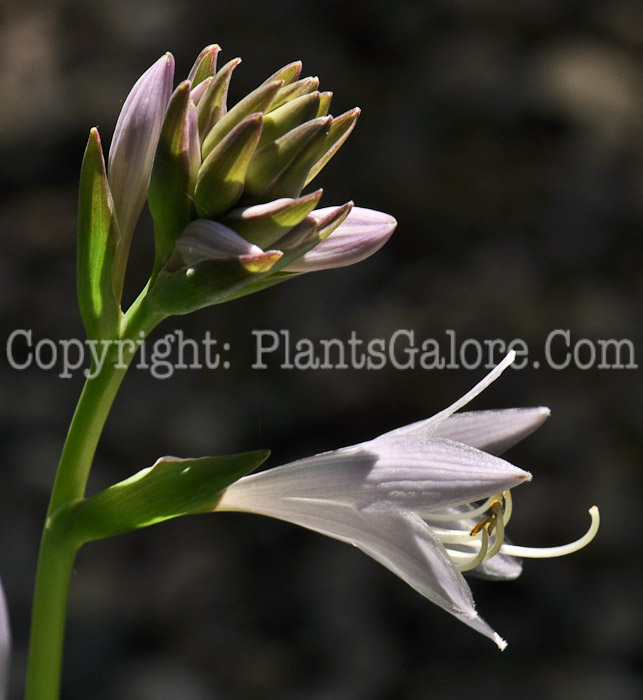 Hosta_Francee-07-2012-1