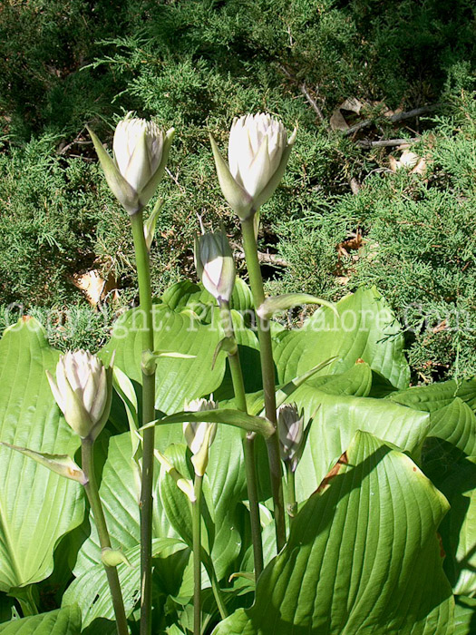 Hosta_Hiaro_Supreme-flower-2009