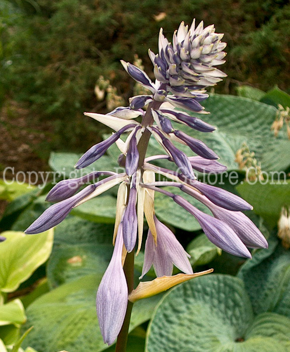 Hosta_Hiaro-flower-2009