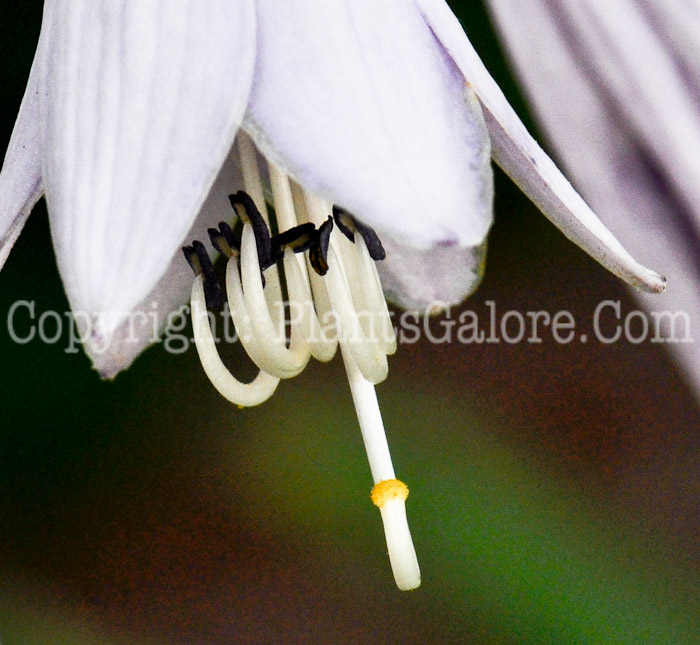 Hosta_Krossa_Regal_bloom_2_2010