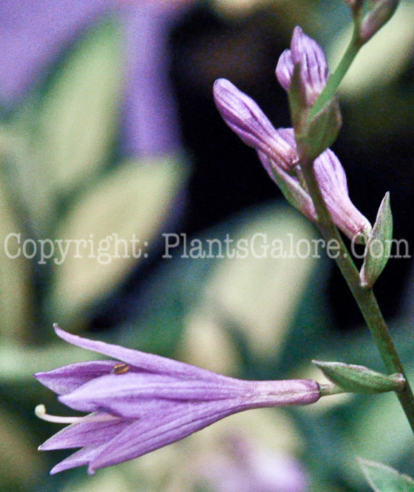 Hosta_Little_Devil_0612-2