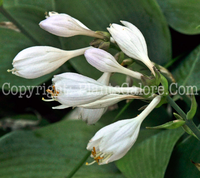 Hosta_Blue_June-HLG-2011-07