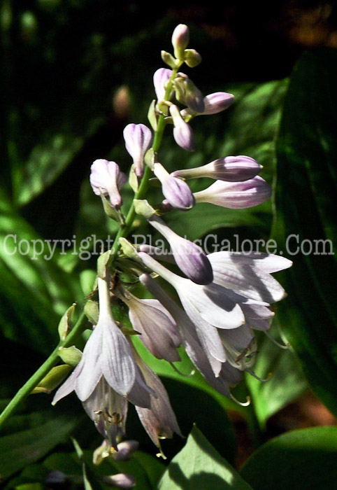 Hosta_Candy_Hearts-HLG-2011-07