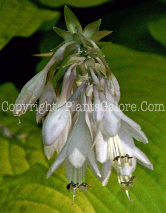 Hosta_City_Lights-HLG-2011-07