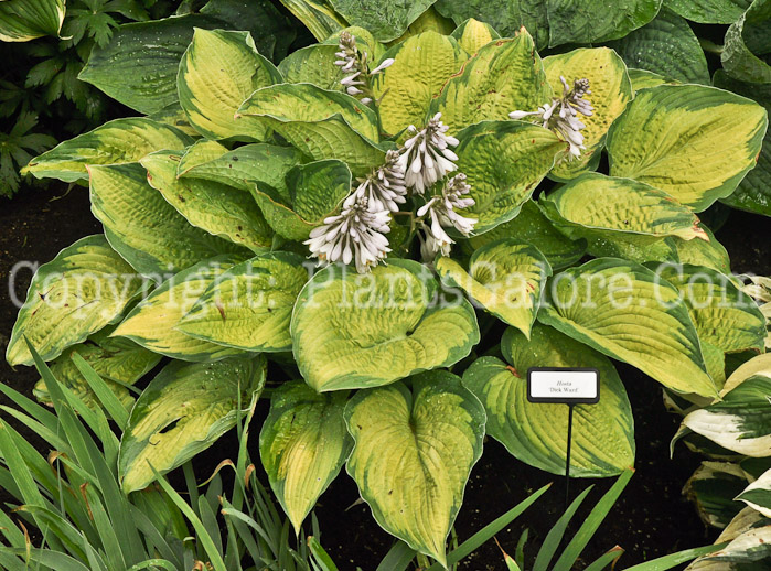 Hosta_Dick_Ward_08_2010_AHS