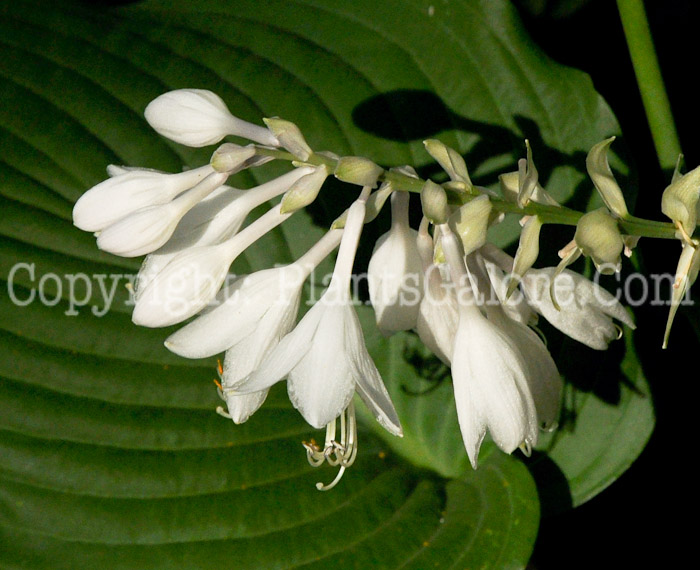 Hosta_Elata-HLG-2011-01