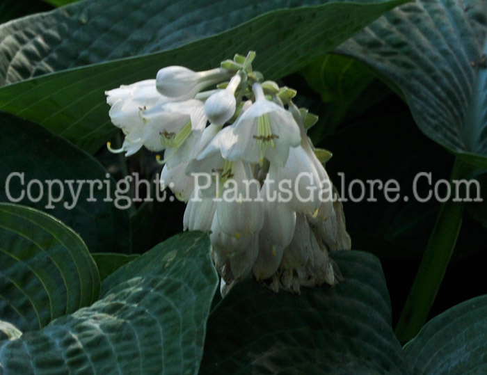 Hosta_Fortunei_Hyacinthina-HLG-2011-07