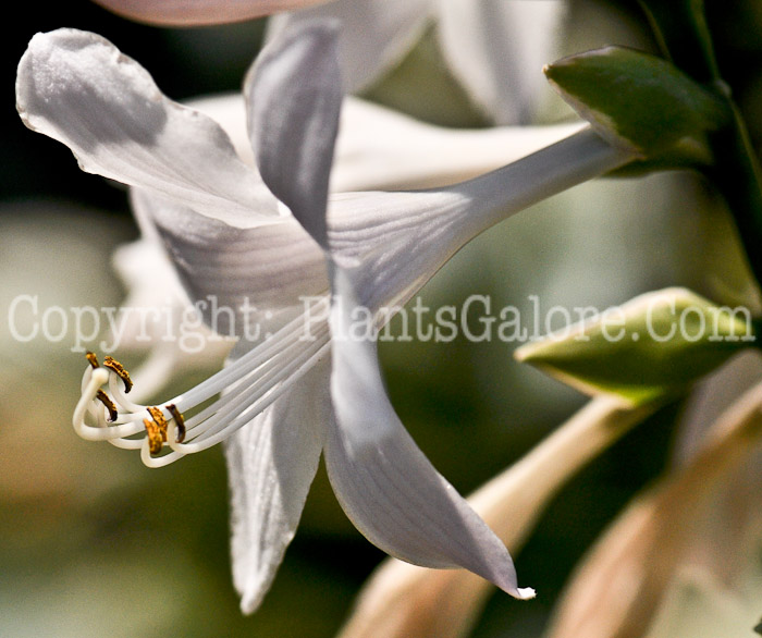 Hosta_Fragrant_Bouquet-912 (1 of 2)