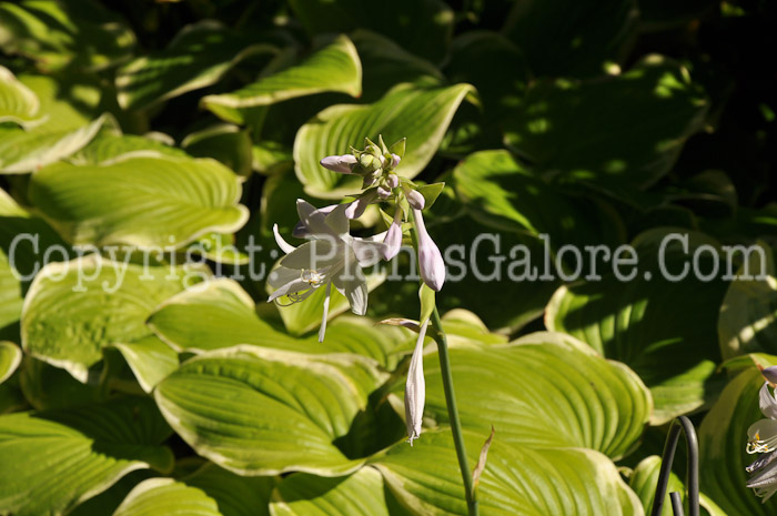 Hosta_Fragrant_Bouquet-HLG-flowers-8-2011-001_3