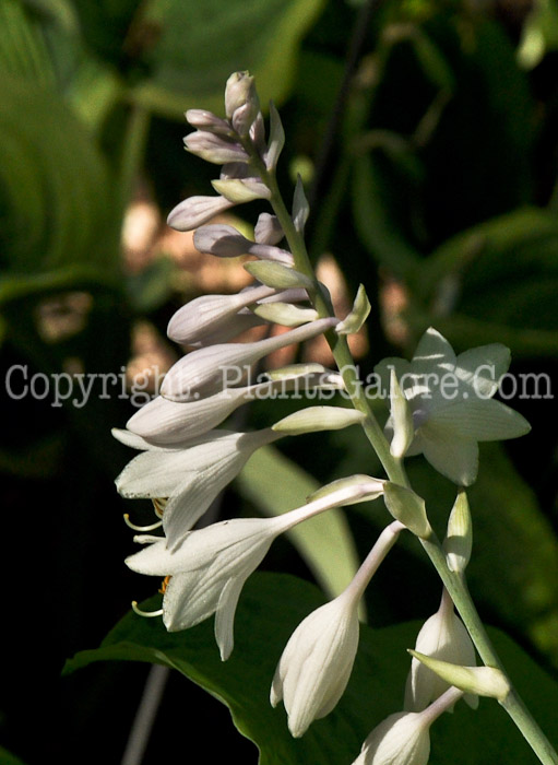 Hosta_Golden_Gate-HLG-2011-01