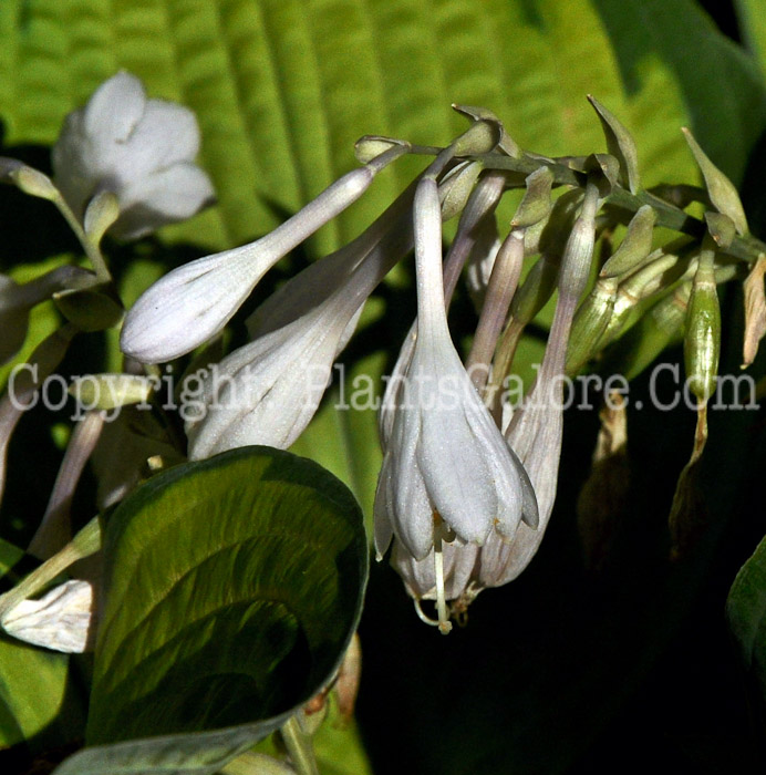 Hosta_Inniswood-HLG-2011-07