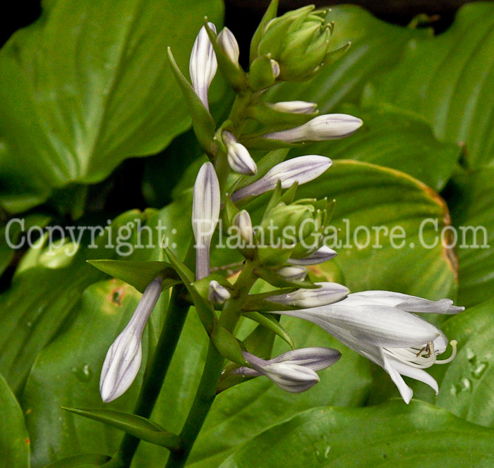 Hosta_Invincible-Toledo-08-2011-0_2