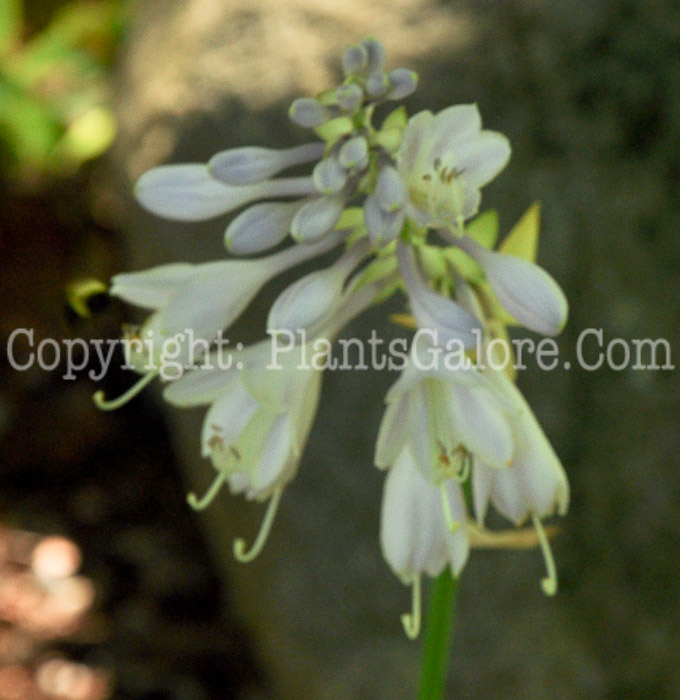 Hosta_Kruggerand-HLG-2011-07