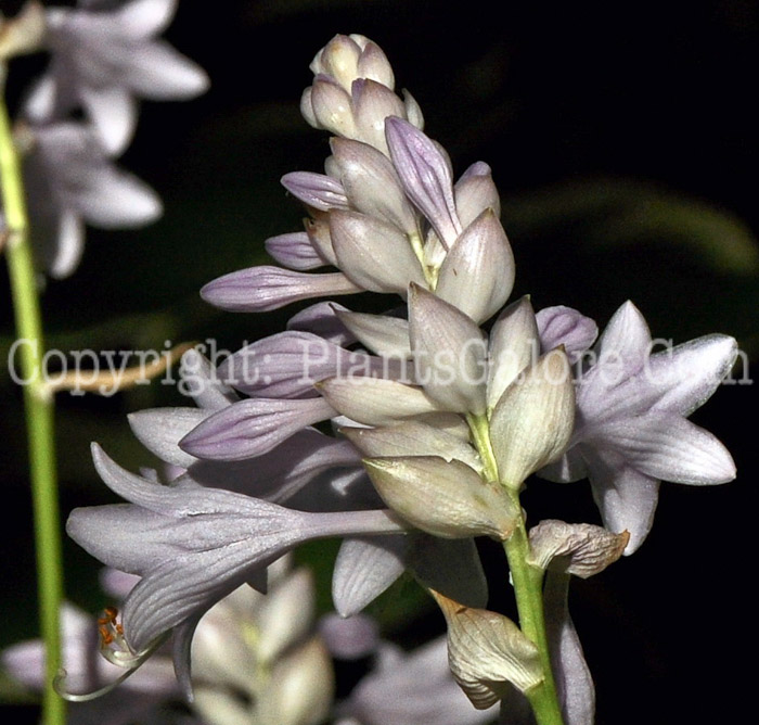 Hosta_Lady_Helen-HLG-2011-07