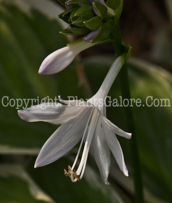 Hosta_So_Sweet-x912 (1 of 4)