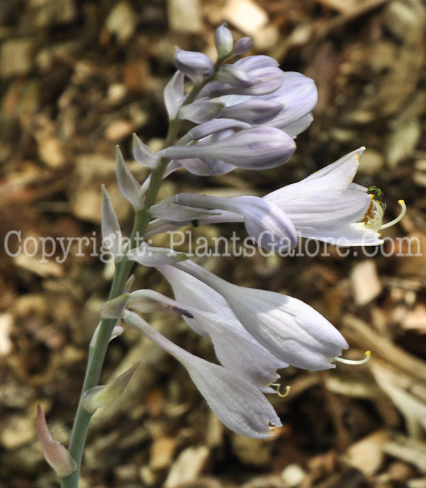 Hosta_El_Nino-HLG-flowers-8-2011-001_2