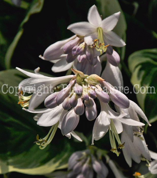 Hosta_Fair_Maiden-HLG-2011-07