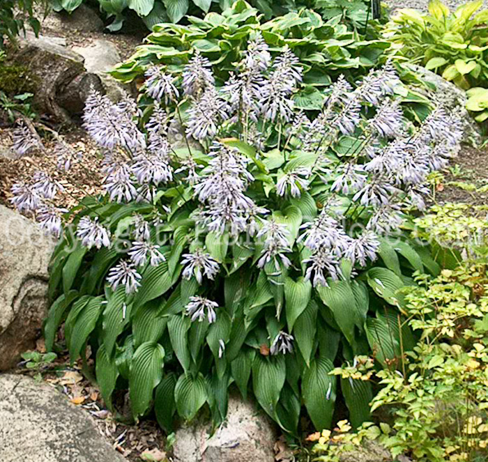 Hosta_Kikutti_capu_avis_Large_2009