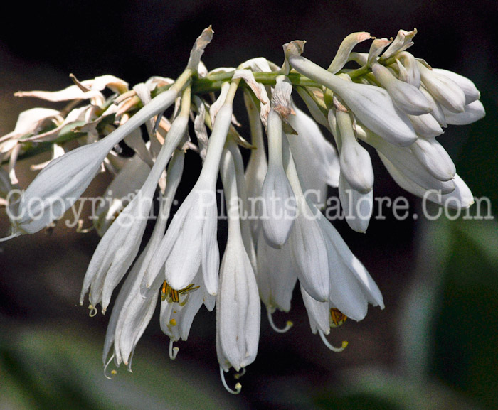 Hosta_Abiqua_Drinking_Gourd-MSU-2011-001