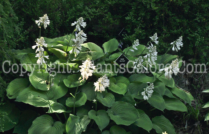 Hosta_Blue_Angel-HLG-2011-07-2