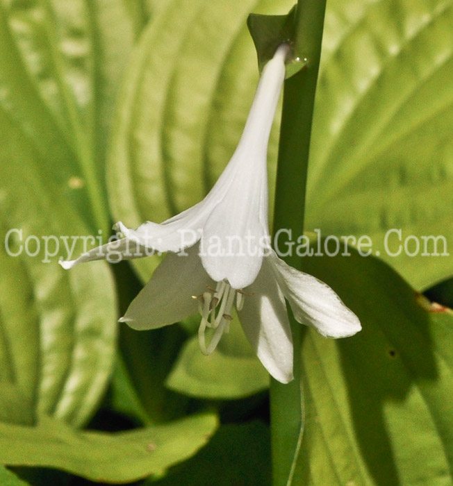 Hosta_Cadillac-MSU-flower-08-21-2011-001_2