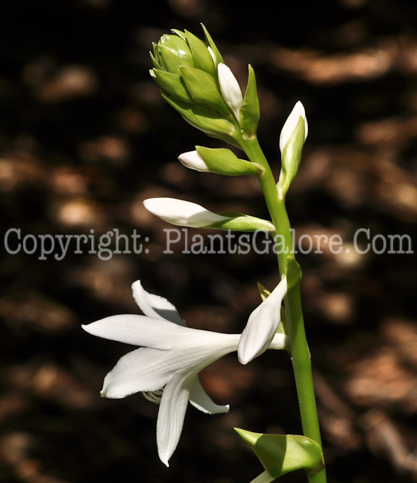 Hosta_Cadillac-MSU-flower-08-21-2011-002_2