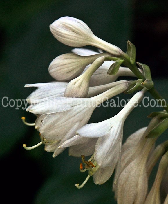 Hosta_Clarence-HLG-2011-07