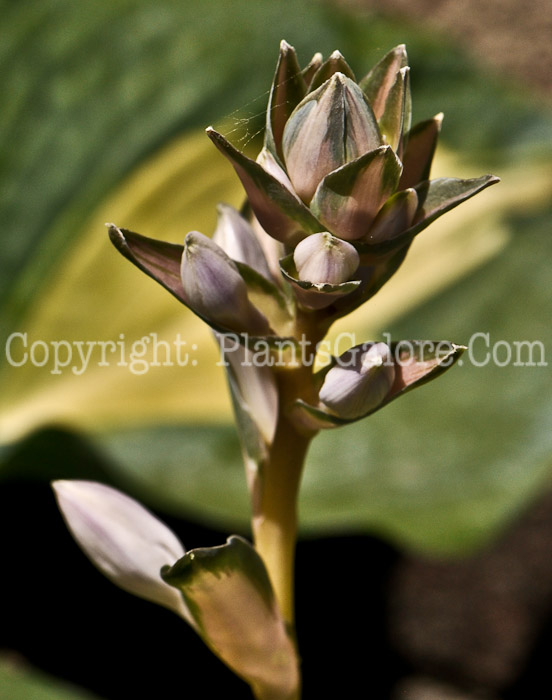 Hosta_Dream_Queen-05-12-1