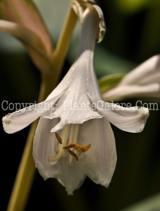 Hosta_Dream-Queen-2010-Wade-a-0003