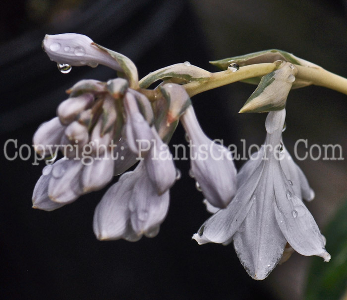 Hosta_Dream_Queen-8-2012-1