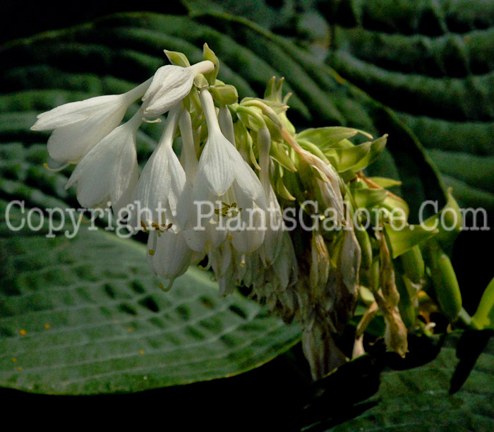 Hosta_Eleanor_J_Reath-HLG-2011-07