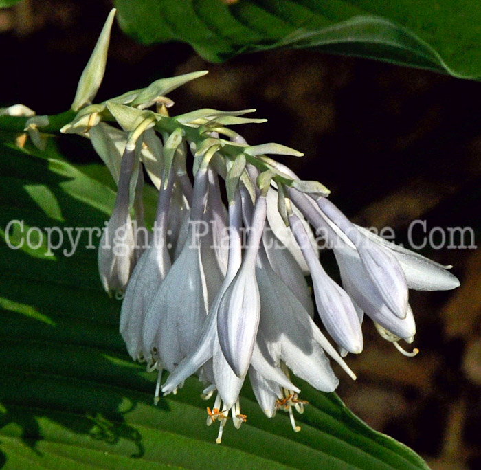 Hosta_Freckles-HLG-2011-07