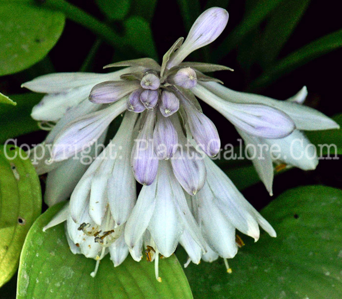 Hosta_Golden_Tusk-MSU-2011-02