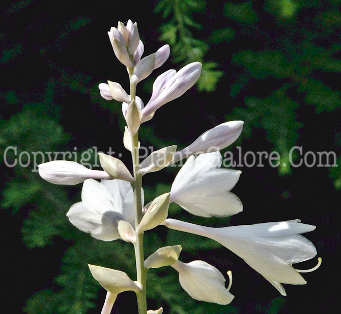 Hosta_King_James-HLG-2011-07