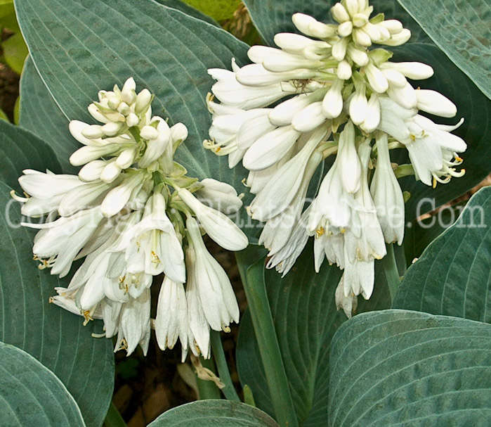 Hosta_Brother_Ronald-flower-2009-02