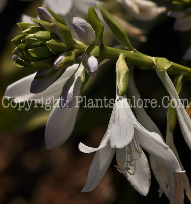 Hosta_Royal_Standard-2012-2