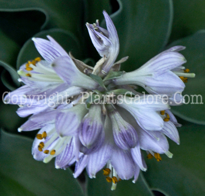 Hosta_Blue_Mouse_Ears-HLG-2011-02