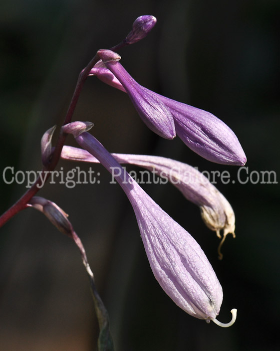 Hosta_Cherry_Berry_HLG-flowers-8-2011-003_2