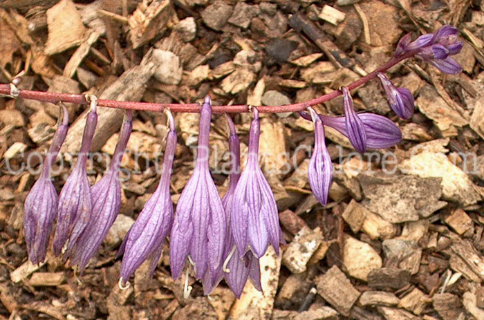 Hosta_Cherry-Berry-Large-Flower