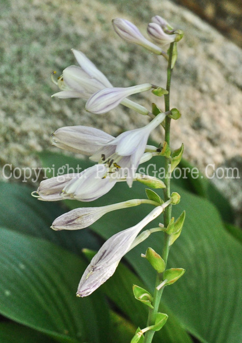 Hosta_Curtain_Call-HLG-flowers-8-2011-001_2