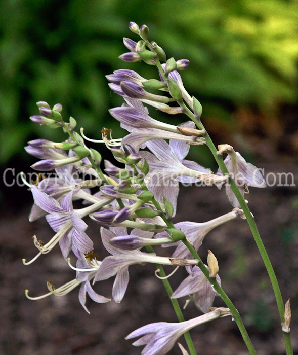 Hosta_Faithful_Heart-HLG-2011-07