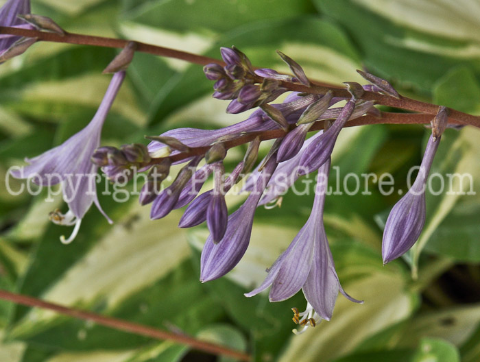 Hosta_Fantasy_Island_bloom_2010