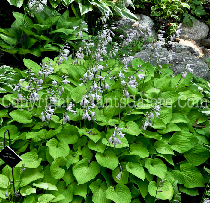 Hosta_Golden_Sceptor-HLG-2011-2-01