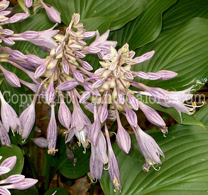 Hosta_Grand_Finale_flowers_Wilkins_09