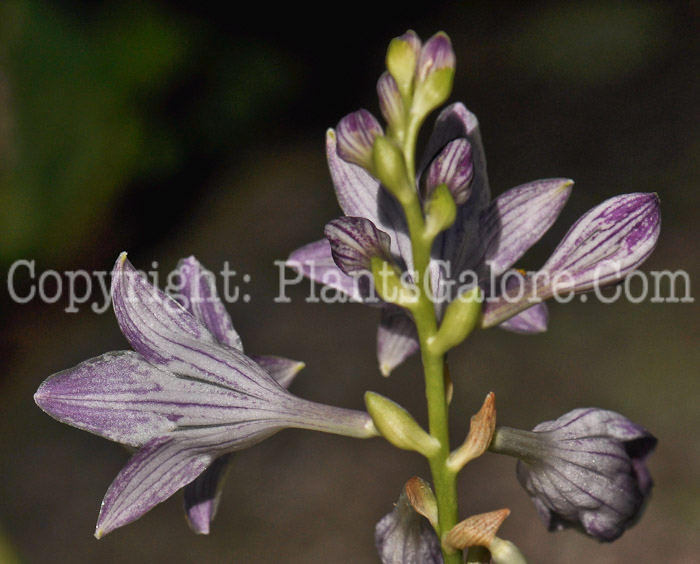 Hosta_Emerald_Tiara-07-2012-1