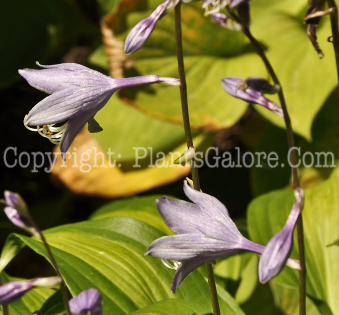 Hosta_Geisha-HLG-flowers-8-2011-001_2