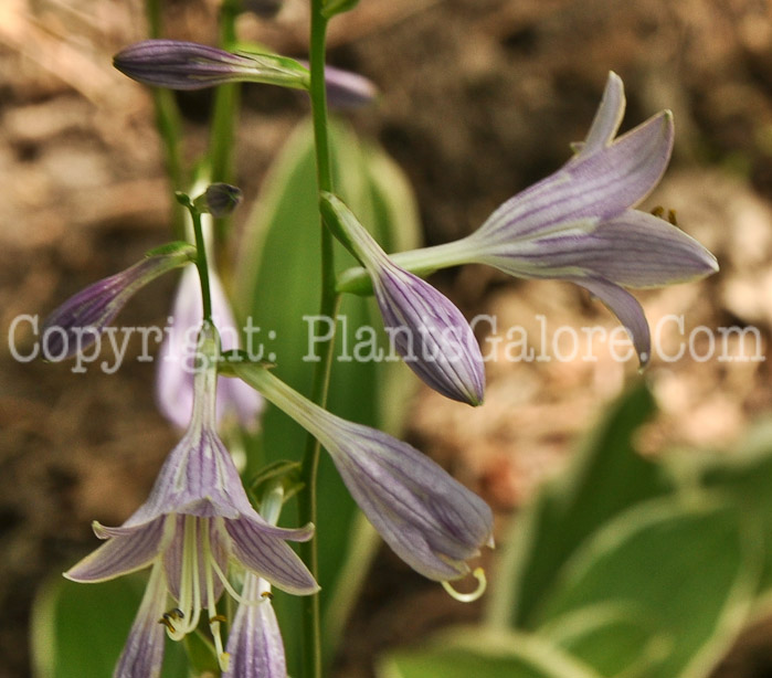 Hosta_Heloniodes_Albopicta-HLG-flowers-8-2011-001_2