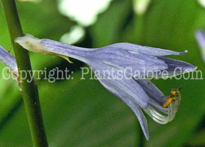 Hosta_Hollys_Honey-HLG-2011-07